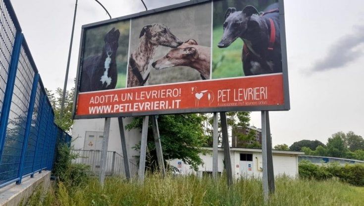 "Adotta un levriero": la campagna per salvare i cani usati e maltrattati per le corse commerciali e la caccia alla lepre