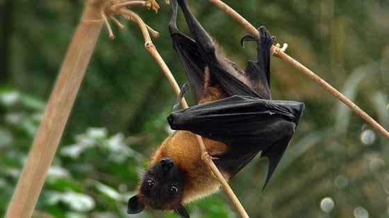 India, 10 morti per il virus Nipah. Un centinaio in quarantena