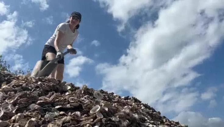 Un miliardo di ostriche riciclate per proteggere il porto di New York