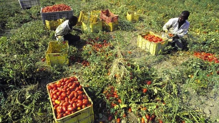 Cremona, ha un malore mentre raccoglie pomodori: bracciante di 19 anni muore poco dopo in ospedale