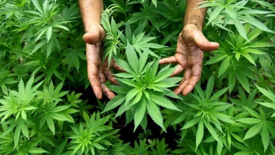 Bologna, tre giorni per parlare di cannabis (senza patrocinio del Comune)
