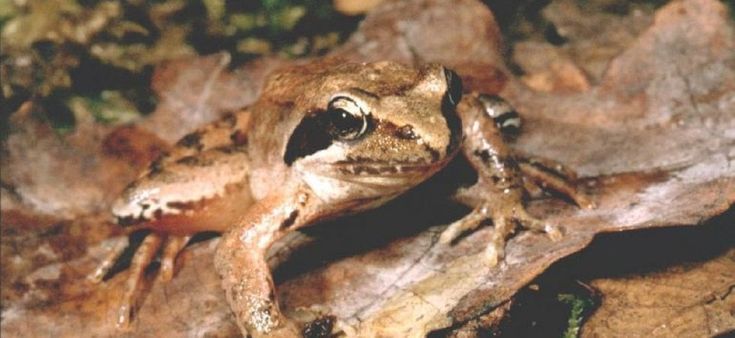 La rana contro il gambero alieno