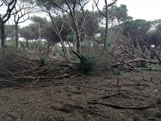 Maltempo, tromba d'aria devasta la riserva naturale della Feniglia: distrutti 1000 pini