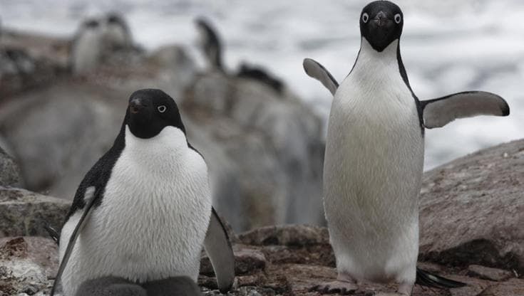 Il pinguino che caccia male copia dagli altri per trovare cibo