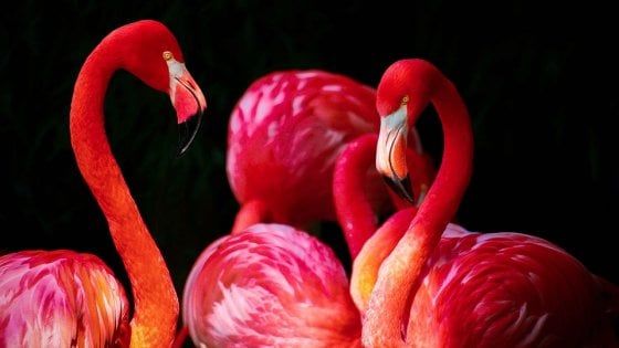 Alle Bahamas un resort di lusso offre il lavoro dei sogni: guardiano di fenicotteri 