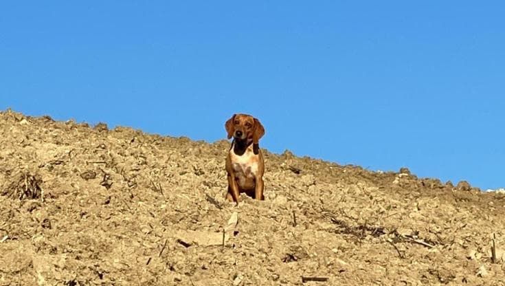 Michele Serra: “Che strazio, il mio cane Osso sbranato dai lupi in Val Tidone”