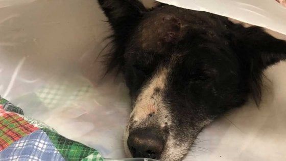 Bari, cane reso cieco da una fucilata sul muso. In salvo grazie ai volontari, si chiamerà 'Carabina'