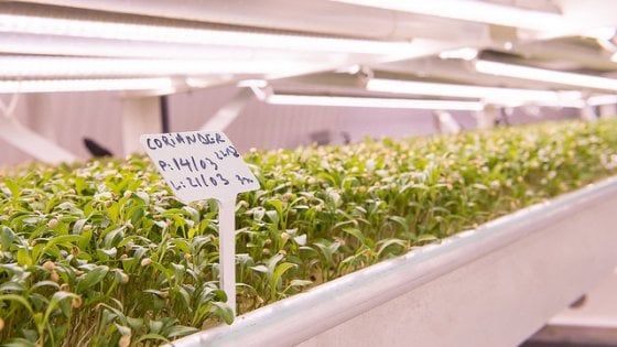 E l'insalata cresce sotto terra: è l'agricoltura del futuro? 