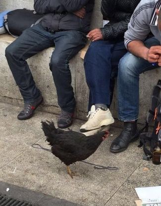 Milano, poliziotti all'inseguimento della gallina nera: catturata davanti alla stazione Centrale