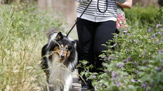 Bologna, costringe il cane a continui giretti per uscire di casa.  "Situazioni imbarazzanti ai limiti del maltrattamento"