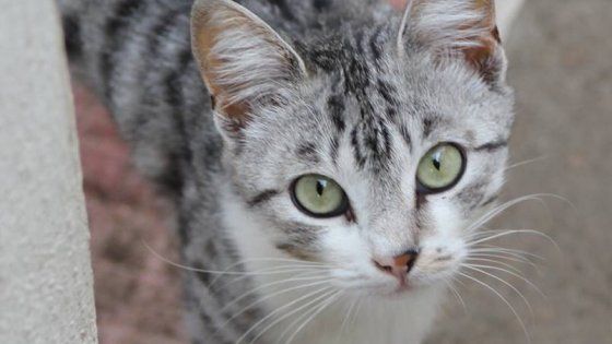 Bari, gattina ferita in strada con una pistola ad aria compressa: salvata dalla solidarietà su Fb