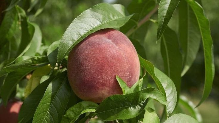 Il frutto proibito