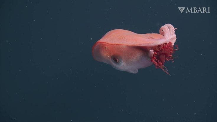 Il polpo gigante mangia una medusa bioluminescente: raro avvistamento negli abissi