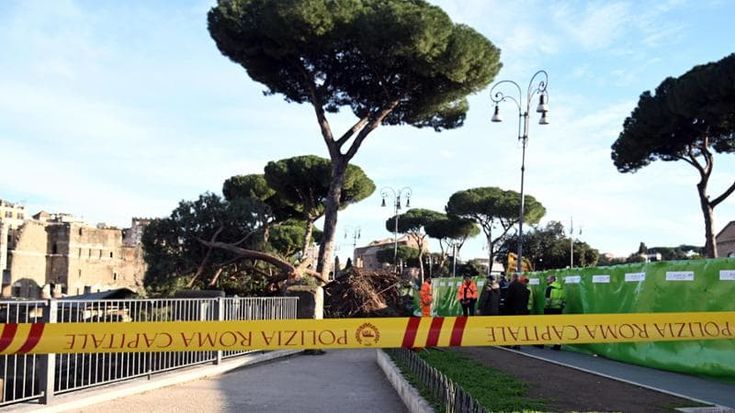 Pino crollato ai Fori Imperiali, i feriti dall’ospedale: “Mi è passata tutta la vita davanti”
