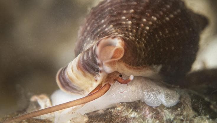 La lumaca vampiro del Mediterraneo è il mollusco dell’anno