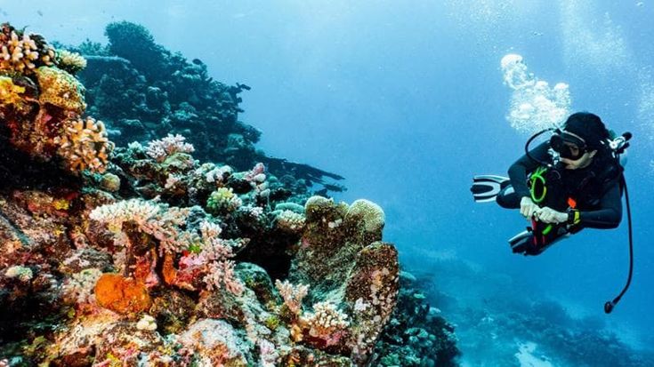 Altro che sostenibile. Il turismo subacqueo è una minaccia per la barriera corallina