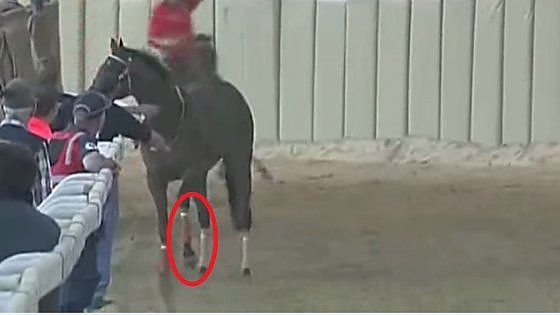 Il Palio e il cavallo abbattuto in segreto: bestiale è uccidere la verità