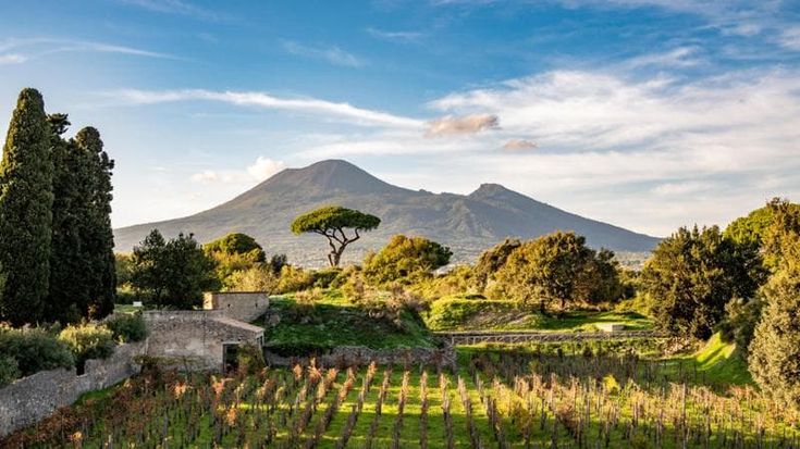 Pompei diventa azienda vinicola: “Negli Scavi due rossi e un bianco”