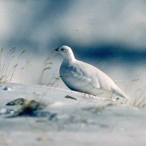 Pernice bianca e allodola, il Piemonte può vietare la caccia a sedici animali protetti