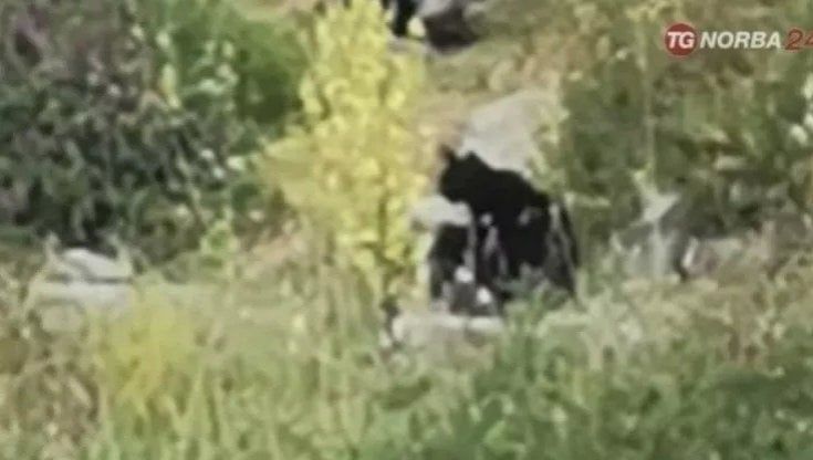 "Abbiamo catturato il serval che si aggira a Bari", ma in trappola a Lama Balice c'è solo una gatta nera: è stata liberata