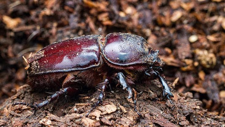 Il riscaldamento globale minaccia anche gli scarabei stercorari, gli spazzini delle foreste