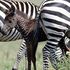 Africa, avvistata una zebra a pois: 