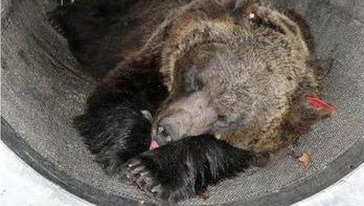 La cattura di JJ4, l'appello degli animalisti:  "Non mettete l'orsa nel lager di Casteller"