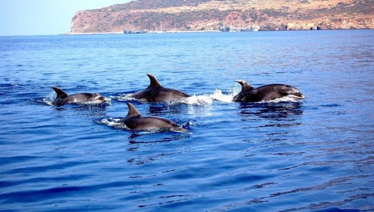 Delfini avvistati a riva davanti alla spiaggia di San Nicola