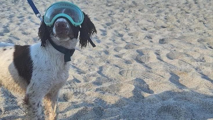 BrumBrum e gli altri “Tartadogs”, ecco i cani che salvano i nidi di tartaruga marina