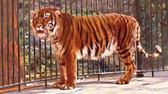 Wwf: rischiamo la sesta estinzione di massa causata dall'uomo