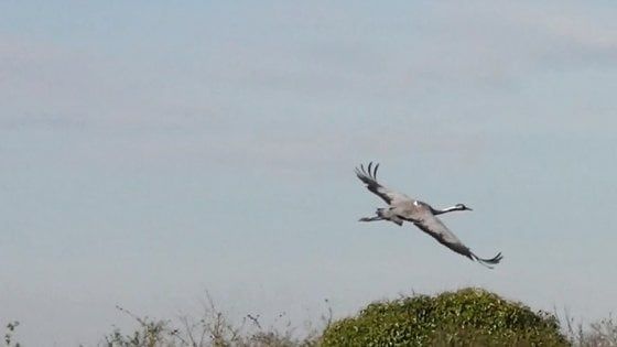 Brescia, torna a volare la gru ferita dai bracconieri e salvata dal Wwf