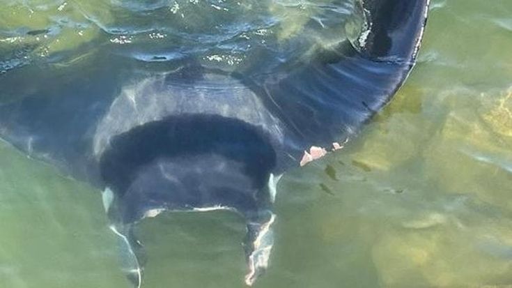 Un diavolo di mare intrappolato nella darsena di Fiumicino, salvato dalle guardie costiere