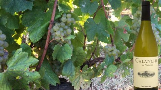 La Tuscia nel bicchiere: quello Chardonnay dei Calanchi 