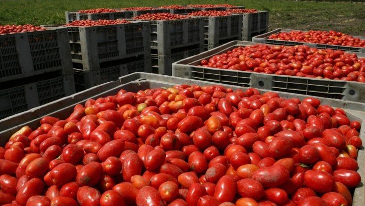Fazzoletti e posate ricavate dalle bucce di pomodoro e dai semi di melone