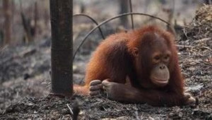Indonesia, non c'è pace per gli oranghi. Ora sono minacciati da nuovi incendi