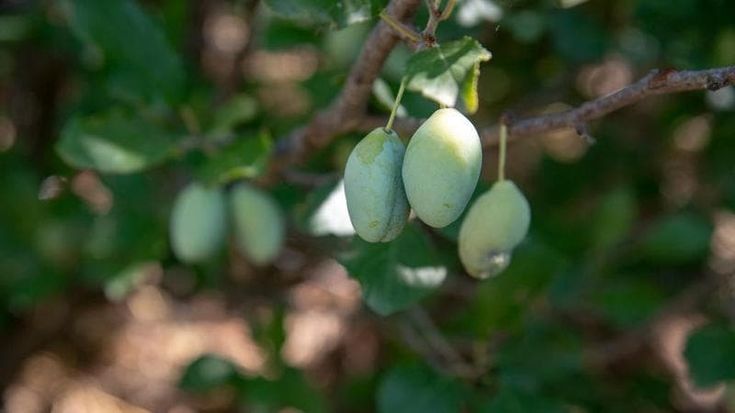 Slow Food riconosce due nuovi presìdi in Calabria