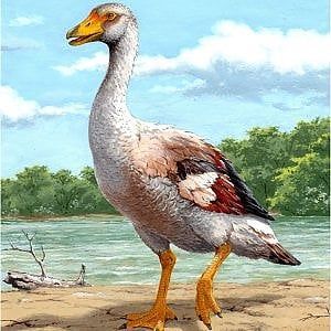 Un'oca gigante fra il Gargano e l'Abruzzo 5 milioni di anni fa: ecco com'era