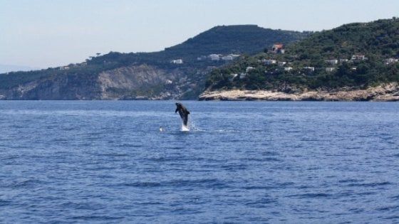 Salvare i delfini senza danneggiare i pescatori: Punta Campanella laboratorio per progetto europeo Life Delfi      