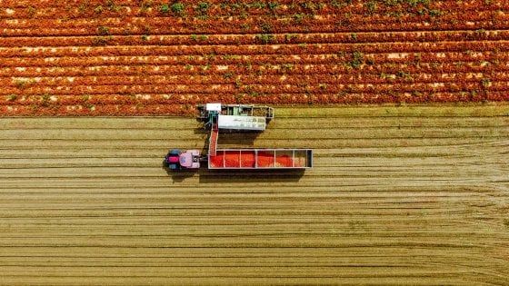 Mutti, parte la raccolta del pomodoro: coinvolti 480 produttori