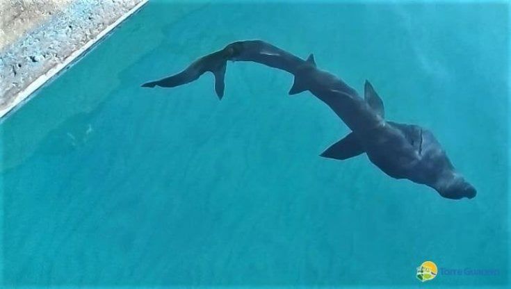 Un cucciolo di squalo elefante salvato nell'oasi di Torre Guaceto: "Un evento straordinario"