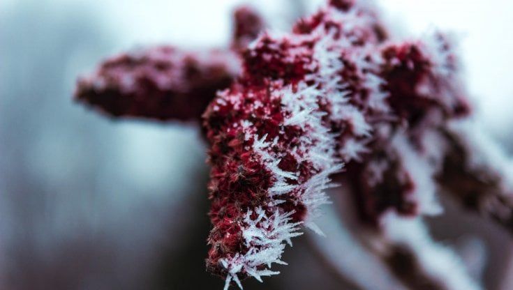 Maltempo Lazio, il meteorologo: "Le gelate improvvise hanno distrutto il 50% della produzione agricola"