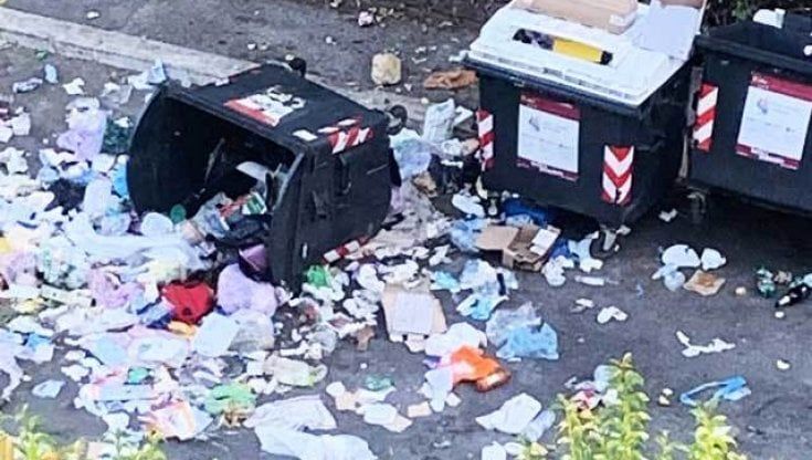 Roma, i cinghiali continuano a ribaltarli: cassonetti rimossi da un'intera strada. Ama: "Ci scusiamo per il disagio"
