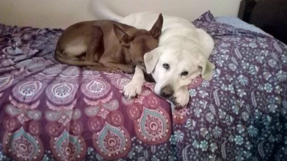 Invecchiare con i nostri cani