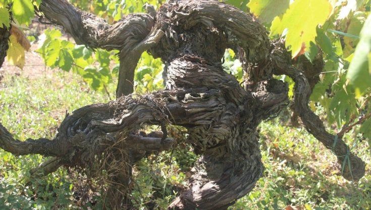 Posaù, dalle terre di Dolceacqua un rosso ammaliante e fiero firmato da Giovanna Maccario