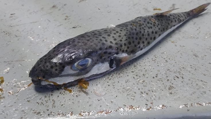 Dal Mediterraneo sempre più caldo spariscono i polpi e arrivano i pesci palla