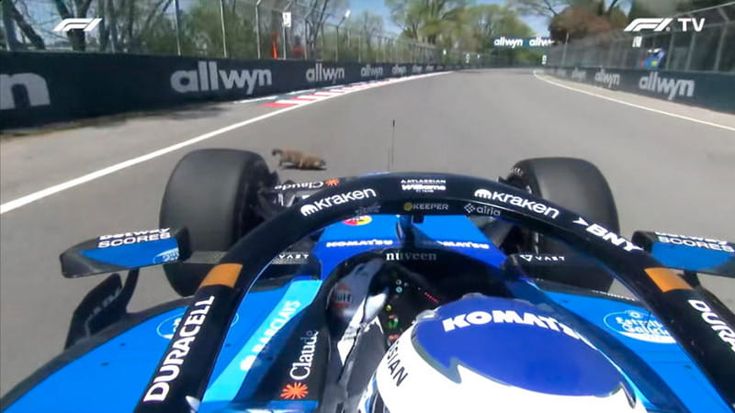 Investe una marmotta in pista: incidente di Albon nelle libere del Canada di F1. E non è la prima volta