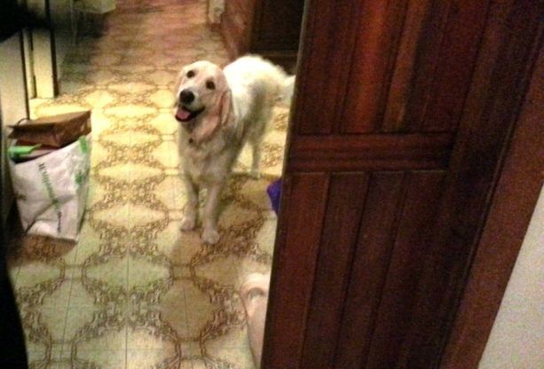 Mia, il cane eroe salva il condominio dall'esplosione