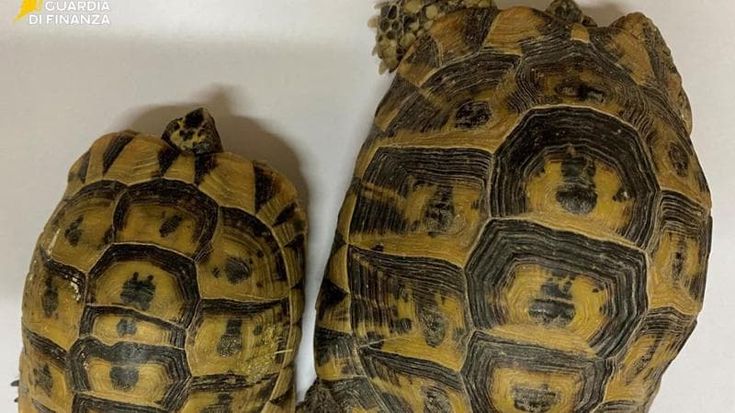 Civitavecchia, tartarughe rare nascoste nel doppiofondo di un furgone: scatta il sequestro al porto
