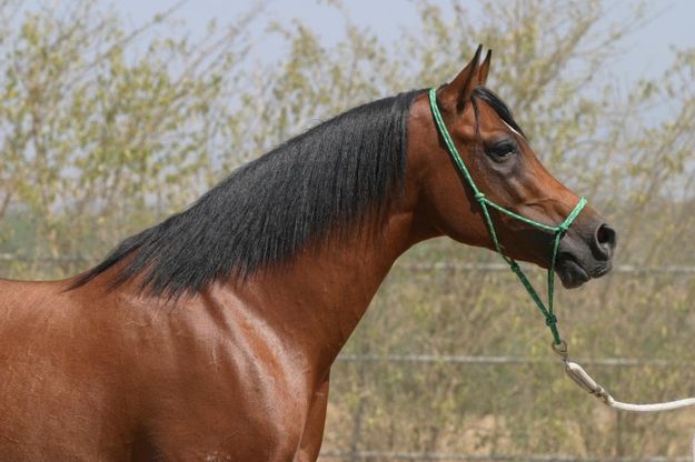 Trecento esemplari per la Fiera mediterranea del cavallo a Militello 