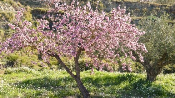 Adotta un mandorlo: dall'albero alla dispensa per salvare la biodiversità